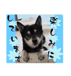 黒豆健太スタンプ7（個別スタンプ：33）
