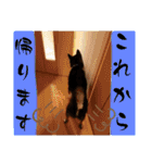 黒豆健太スタンプ7（個別スタンプ：35）