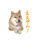 柴犬4頭の日常（個別スタンプ：1）