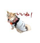 柴犬4頭の日常（個別スタンプ：2）