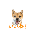 柴犬4頭の日常（個別スタンプ：3）