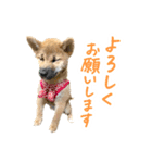 柴犬4頭の日常（個別スタンプ：4）