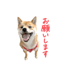 柴犬4頭の日常（個別スタンプ：5）
