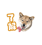 柴犬4頭の日常（個別スタンプ：6）