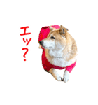柴犬4頭の日常（個別スタンプ：7）