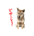 柴犬4頭の日常（個別スタンプ：8）