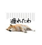 柴犬4頭の日常（個別スタンプ：9）