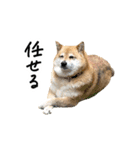 柴犬4頭の日常（個別スタンプ：10）