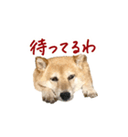 柴犬4頭の日常（個別スタンプ：11）