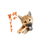 柴犬4頭の日常（個別スタンプ：12）