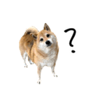 柴犬4頭の日常（個別スタンプ：13）