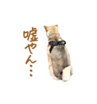 柴犬4頭の日常（個別スタンプ：14）