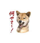 柴犬4頭の日常（個別スタンプ：15）
