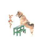 柴犬4頭の日常（個別スタンプ：16）