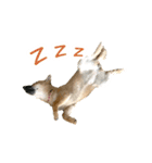 柴犬4頭の日常（個別スタンプ：17）