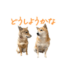 柴犬4頭の日常（個別スタンプ：18）