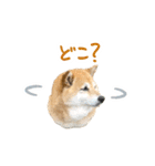 柴犬4頭の日常（個別スタンプ：19）