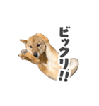 柴犬4頭の日常（個別スタンプ：20）