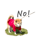 柴犬4頭の日常（個別スタンプ：21）