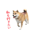 柴犬4頭の日常（個別スタンプ：22）