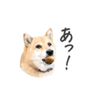 柴犬4頭の日常（個別スタンプ：23）