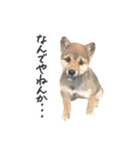 柴犬4頭の日常（個別スタンプ：24）