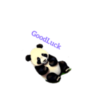 パンダ panda1（個別スタンプ：13）