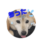 みんなと一緒 26（個別スタンプ：16）