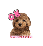 トイプーのぽぽちゃん（個別スタンプ：1）