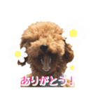 トイプーのぽぽちゃん（個別スタンプ：2）