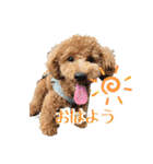 トイプーのぽぽちゃん（個別スタンプ：3）