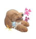 トイプーのぽぽちゃん（個別スタンプ：8）