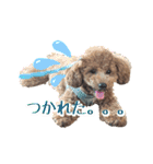 トイプーのぽぽちゃん（個別スタンプ：13）