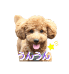 トイプーのぽぽちゃん（個別スタンプ：17）