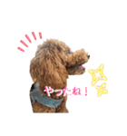 トイプーのぽぽちゃん（個別スタンプ：18）
