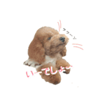 トイプーのぽぽちゃん（個別スタンプ：20）
