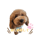 トイプーのぽぽちゃん（個別スタンプ：21）
