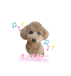 トイプーのぽぽちゃん（個別スタンプ：22）