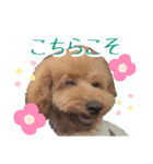 トイプーのぽぽちゃん（個別スタンプ：23）