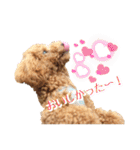 トイプーのぽぽちゃん（個別スタンプ：27）