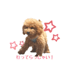 トイプーのぽぽちゃん（個別スタンプ：29）