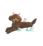 トイプーのぽぽちゃん（個別スタンプ：36）