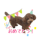 トイプーのぽぽちゃん（個別スタンプ：40）
