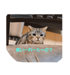 さんちゃんなんだーよ（個別スタンプ：2）