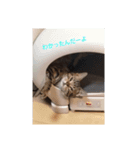 さんちゃんなんだーよ（個別スタンプ：4）