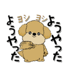 プードル犬『関西弁』（個別スタンプ：6）