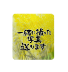 熨斗〜大きくて見やすい手書き筆文字〜（個別スタンプ：37）
