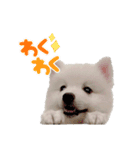 日本スピッツのましろ〜赤ちゃん編〜（個別スタンプ：5）