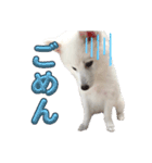 日本スピッツのましろ〜赤ちゃん編〜（個別スタンプ：7）