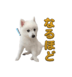 日本スピッツのましろ〜赤ちゃん編〜（個別スタンプ：11）